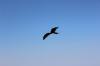 IMG 0136 IMG 0136