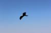 IMG 0137 IMG 0137