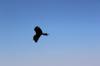 IMG 0138 IMG 0138