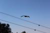 IMG 0141 IMG 0141