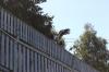 IMG 0184