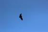 IMG 0221 IMG 0221