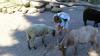 IMG 0207 IMG 0207