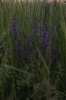 IMG 0017 IMG 0017