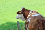 IMG 0392 IMG 0392