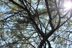 IMG 0685 IMG 0685