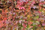 IMG 0015 IMG 0015