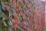 IMG 0016 IMG 0016