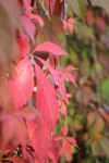 IMG 0018 IMG 0018