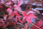 IMG 0019 IMG 0019