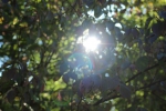IMG 0086 IMG 0086
