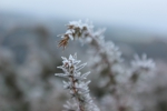 IMG 1777 IMG 1777