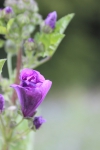 IMG 1285 IMG 1285