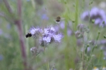 IMG 1292 IMG 1292