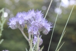 IMG 1293 IMG 1293