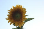 IMG 1305 IMG 1305