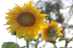 IMG 1314 IMG 1314