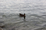 IMG 0286 IMG 0286