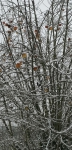 IMG 20210103 104258 IMG 20210103 104258