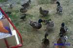 Bild-0002736 Bild-0002736