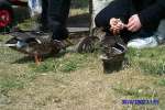 Bild-0002751 Bild-0002751