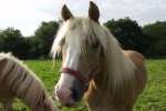 Bild-0001603 Bild-0001603