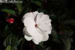 Bild-0001843