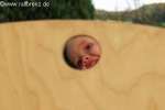 Bild-0002238 Bild-0002238