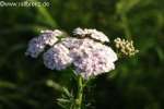 Bild-0002243 Bild-0002243