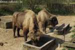 Bild-0003433 Bild-0003433
