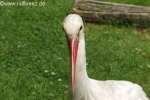 Bild-0004420 Bild-0004420
