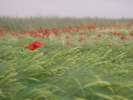 Bild-0008118 Bild-0008118