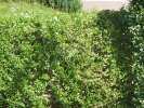 Bild-0008169 Bild-0008169
