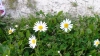 DSC00043 DSC00043